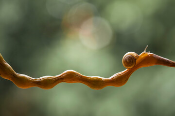 Snails and Their Beauty