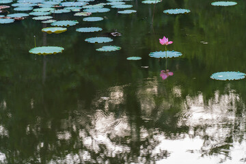 pink water lily and leaf in pond