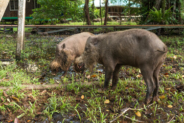 Free living and free roaming Borneo bearded pig in the headquarter of the Bako National Park on Borneo. The camp headquarter is fascinating place to spot wild animals