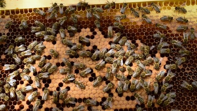 Bees climbing on the comb full of bee brood