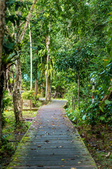 Wooden boardwalks crisscross the Bako National Park headquarters, connecting the accommodations and serving as an educational trail for the local flora and fauna 