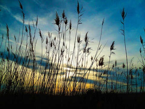 Atardecer en un trigal del sur de Espa&ntilde;a / Sunset in a wheat field in southern Spain