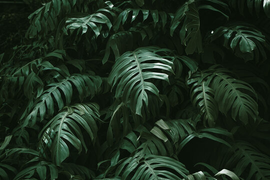 Free Jungle Images – Browse 6,622 Free Stock Photos, Vectors, and Video ...