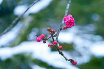 A snow day in Kanazawa, 2021.