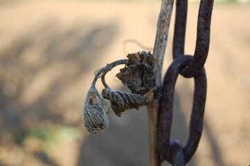Obraz premium Grapes on vine in a german vineyard