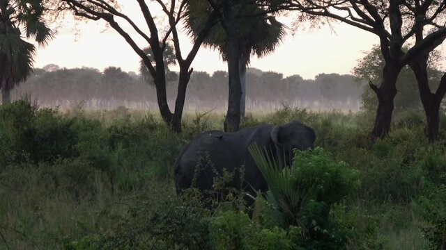 African savanna elephant (Loxodonta africana) walking in its natural habitat in Murchison Falls national Park, Uganda