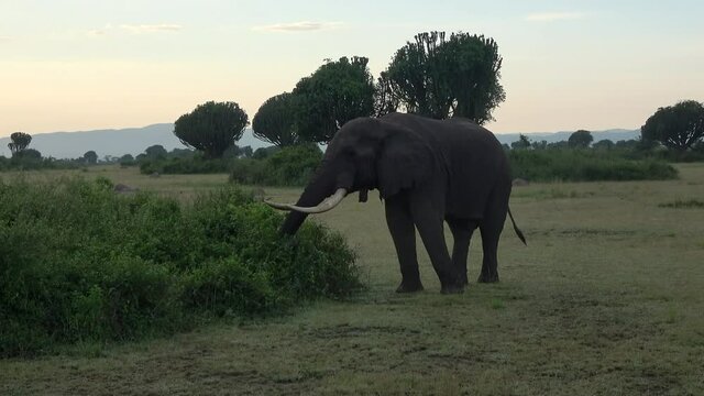 African savanna elephant (Loxodonta africana) foraging during sunrise in Queen Elizabeth National Park, Uganda