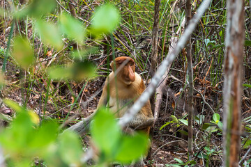 Long-nosed monkey, on the ground sitting, in the Bako National Park, which is home to approximately...