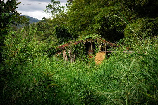 un trapiche de molino de el siglo XIX