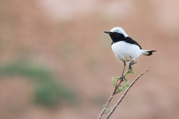 Finsch's Wheatear, Oenanthe finschii