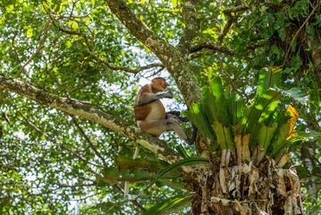 Long-nosed monkey in a tree in the Bako National Park, which is home to approximately 150 endangered proboscis monkeys which are endemic to Borneo