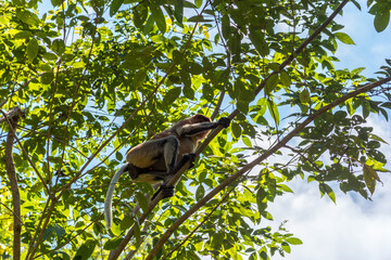 Long-nosed monkey in a tree in the Bako National Park, which is home to approximately 150...