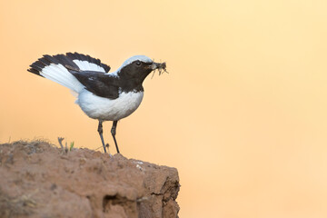 Finsch's Wheatear, Oenanthe finschii