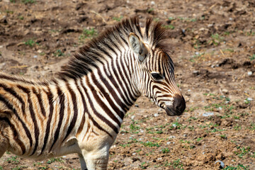 Fototapeta na wymiar A baby zebra that was running around and playing around its mother.