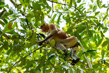 Long-nosed monkey in a tree in the Bako National Park, which is home to approximately 150...