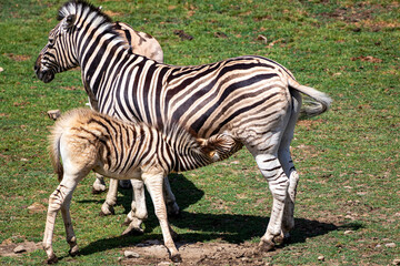 Baby zebra feeding from its mothers tit.