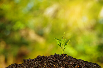 Seedling are growing in the soil with water drops and sunlight in the morning. World Soil Day.