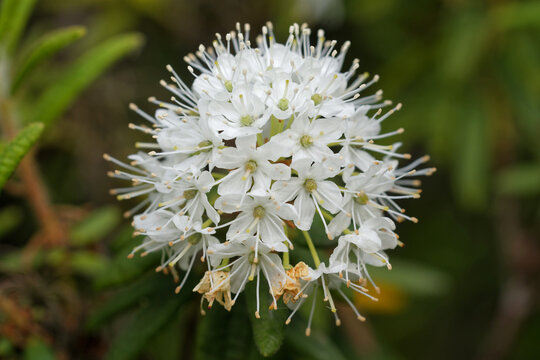 Gr&ouml;nl&auml;ndischer Porst