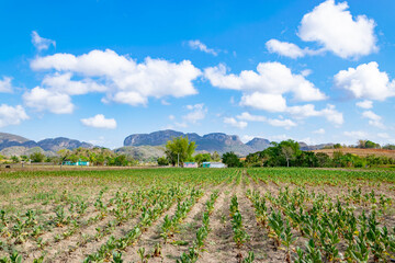 tobacco field with blue sky