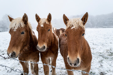 troupeau de juments dans un pré en hiver