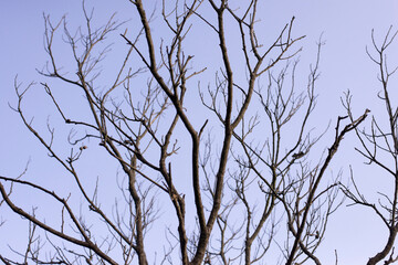 Obraz premium Tree branches in the changing seasons