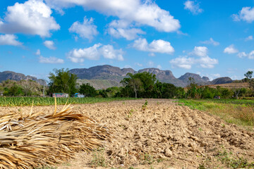 tobacco field with blue sky
