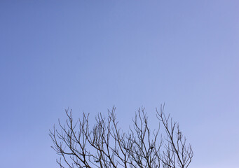 Tree branches in the changing seasons