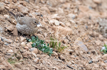 Great Rosefinch, Carpodacus rubicilla ssp. diabolicus