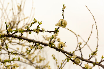 spring buds on a branch