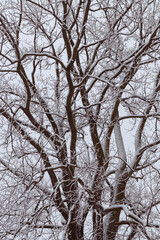 Fototapeta na wymiar Closeup of bare oak tree with snow on the Illinois prairie