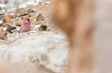 Great Rosefinch - Berggimpel - Carpodacus rubicilla diabolicus, Tajikistan, adult male perched on a rock