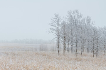 Obraz na płótnie Canvas Oak savanna on the Illinois prairie at the Orland Grasslands on a foggy winter morning
