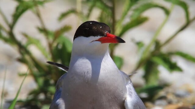 The common tern in the nest on the gravel bar island of the Drava River