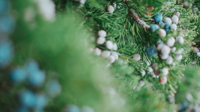 Branches of green juniper with berries, winter, close-up of juniper bushes, shallow depth of field, selective focus