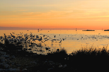 Flock of seagulls on the beach and beautiful sunset. Landscape in Split, Croatia.