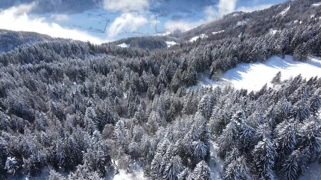 Picturesque alpine landscape with coniferous forest growing on snowy mountain slope