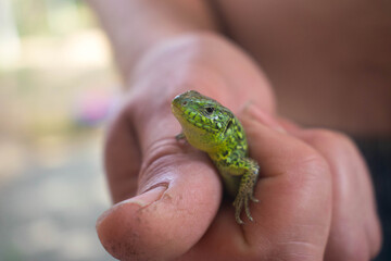 The lizard is green. Lizard in the hands of a man. The dragon is small. Lizard in nature. The man...