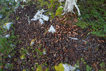 Great Spotted Woodpecker, Dendrocopos major ssp. pinetorum