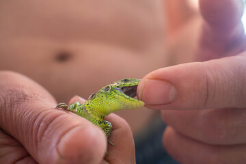 The lizard is green. Lizard in the hands of a man. The lizard bites the person. The dragon is...