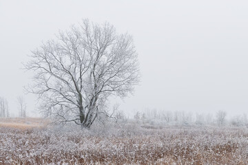 Lone oak tree on the prairie of Illinois on a cold, foggy winter morning
