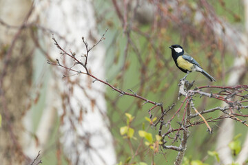 Great Tit, Parus major major