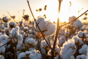 sun shining through cotton 