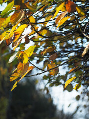 Branches in the Autumn