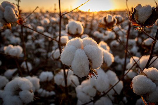 Cotton field with sunset