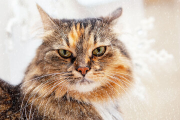 Portrait of an angry cat, in the snow, on a buried winter background, close-up.