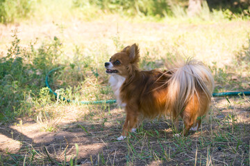 Chihuahua redhead. Dog in the country. Puppy in nature. Garden and dog.