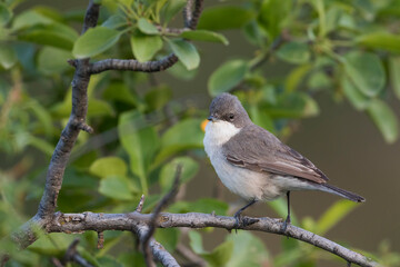 Hume's Whitethroat, Sylvia althaea