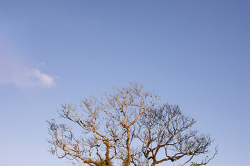Natural leafless winter tree on blue sky background