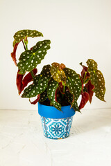 Begonia maculata. Plant in blue pot. White background.