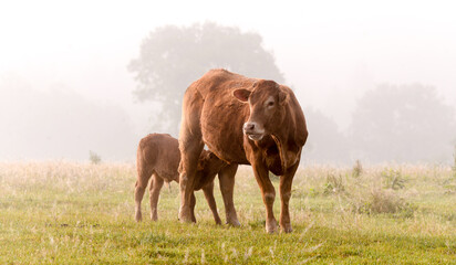 limousin cow with drinking calf on a foggy morning - obrazy, fototapety, plakaty